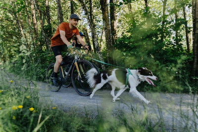 A Guide to Dog Friendly Trails in Vancouver
