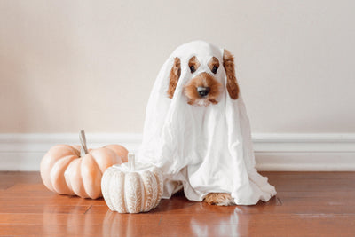 Zero Waste Dog Halloween Costume Ideas That Aren't Trashy