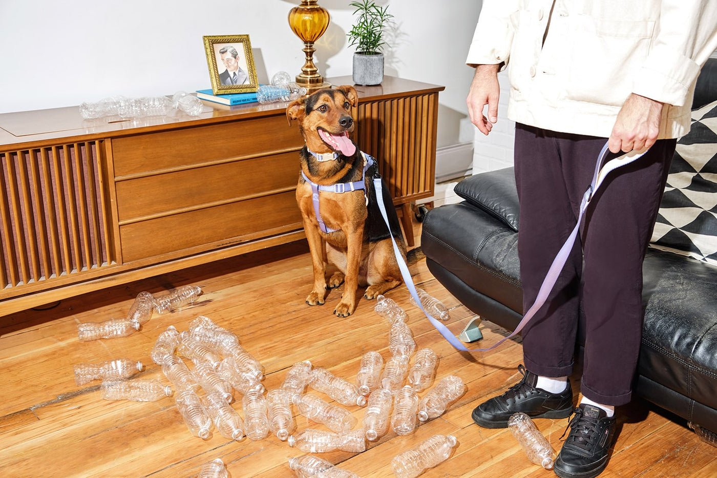 Dog on blue dog leash surrounded by plastic bottles