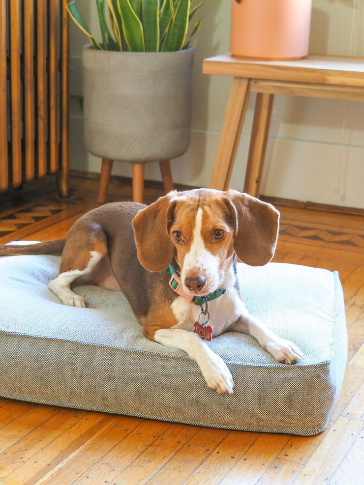 Beagle sitting on stylish dog bed made from recycled materials