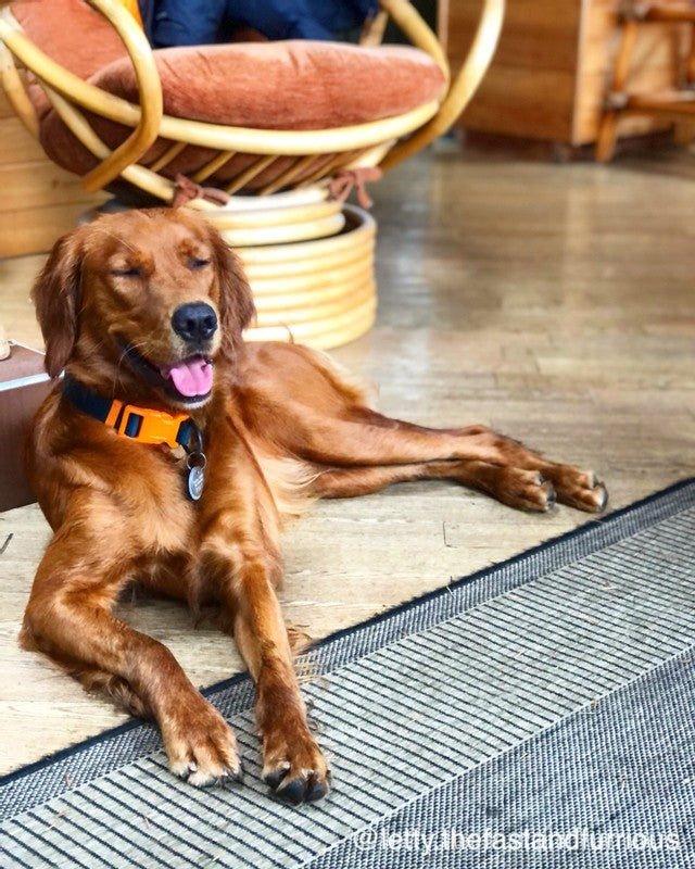 Norm Walk Kit – Wanderruff